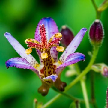 Tricyrtis formosana Taipei Silk - Toad Lily