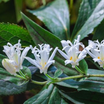 Tricyrtis hirta Alba - Toad Lily