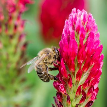 Trifolium incarnatum 