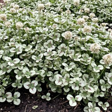 Trifolium repens Angel Clover Jade - Clover