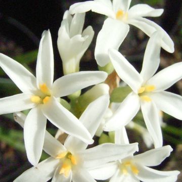 Tulbaghia violacea Savannah Lightning