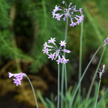 Tulbaghia 'Fairy Star' - Society garlic
