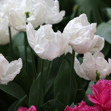 Tulipa Rejoyce - triumph tulip