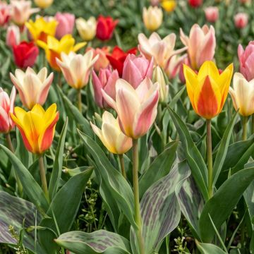 Tulipa kaufmanniana Rainbow Mix