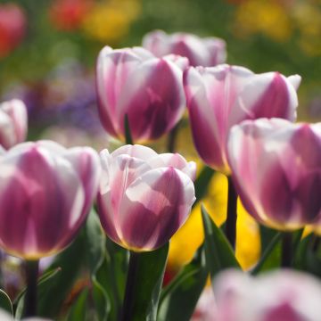 Tulipa  Royal Pride - Tulipe Royal Pride, Tulipe Groupe Hybride de Darwin