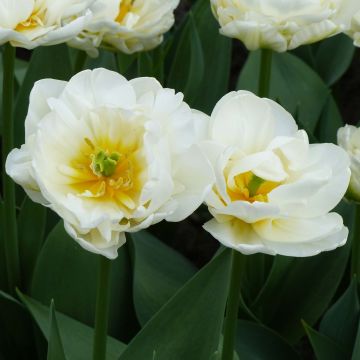Tulipa Cool - Late double Tulip