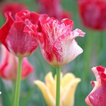 Tulipa  Striped Crown - Tulipe Coronet Striped Crown