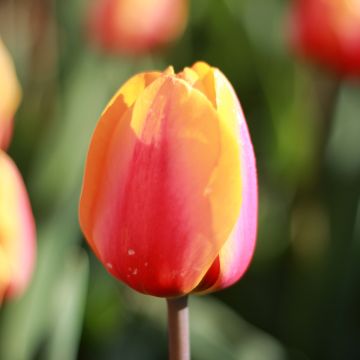 Tulipa  Apricot Favourite - Tulipe Apricot Favourite, Tulipe Groupe Triomphe
