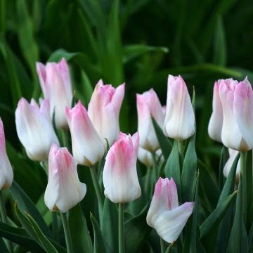 Tulipa  Kyoko Takahashi - Tulipe Kyoko Takahashi, Tulipe Groupe Triomphe