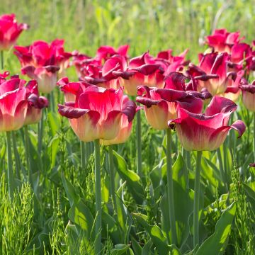 Tulipa Match - Triumph Tulip