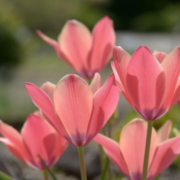 Tulipa clusiana Annika - Tulipe de L'Écluse, Tulipe de Perse, Tulipe-radis