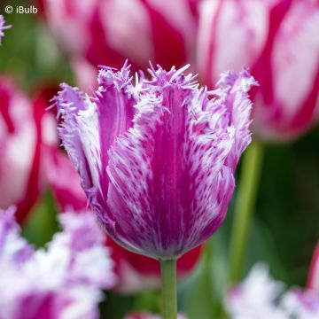 Tulipa  Purple Circus - Tulipe frangée Purple Circus, Tulipe dentelle Purple Circus