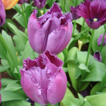 Tulipa Curly Sue