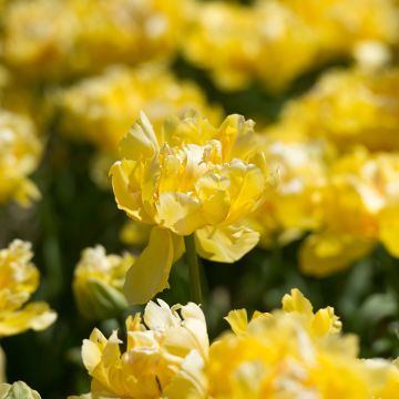 Tulipa  Yellow Margarita - Tulipe double précoce Yellow Margarita, Tulipe pivoine Yellow Margarita