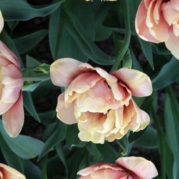 Tulipa La Belle Époque- Double Early Tulip