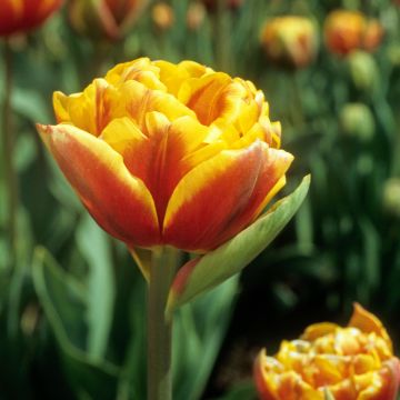 Tulipa  Bonanza - Tulipe Bonanza, Tulipe Pivoine Bonanza