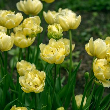 Tulipa  Yellow Mountain - Tulipe Yellow Mountain, Tulipe pivoine Yellow Mountain