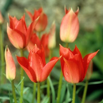 Tulipa  Royal Charm - Tulipe Groupe Fleur de Lys Royal Charm