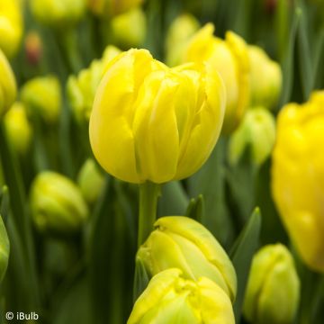 Tulipa Yellow Empress - Tulipe de Foster Yellow Empress