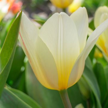 Tulipa  White Fire - Tulipe botanique greigii, Tulipe de Greig