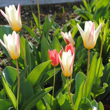 Tulipa x kaufmanniana Hope - Tulipe nénuphar, Tulipe de Kaufmann