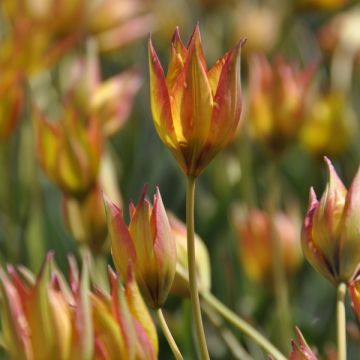 Tulipe Botanique orphanidea Flava Tulipe Botanique orphanidea Flava