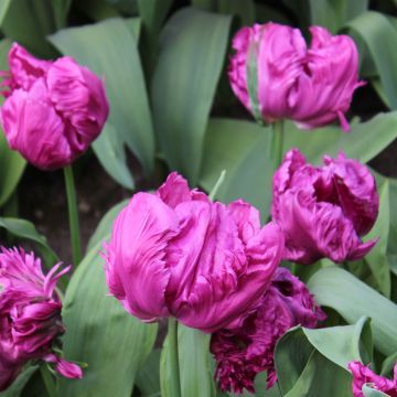 Tulipa Parrot Prince