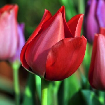 Tulipa  Christmas Carol - Tulipe Christmas Carol