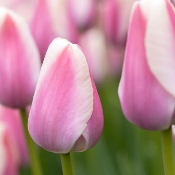 Tulipa  Mandy's Choice - Tulipe simple hâtive