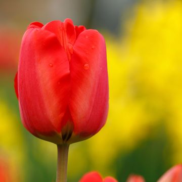 Tulipa  Paradiso - Tulipe simple hâtive