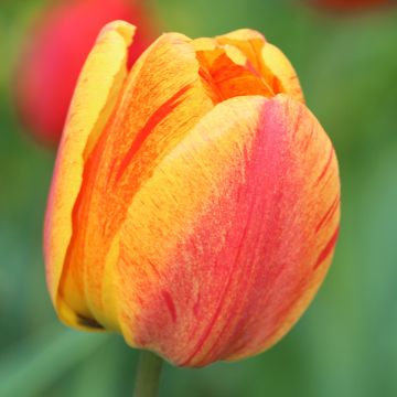 Tulipa  Rhapsody of Smiles - Tulipe simple tardive