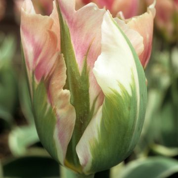 Tulipa viridiflora Blushing Artist - Tulipe Groupe Viridiflora