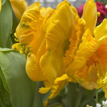 Tulipa Gold Race - Parrot tulip