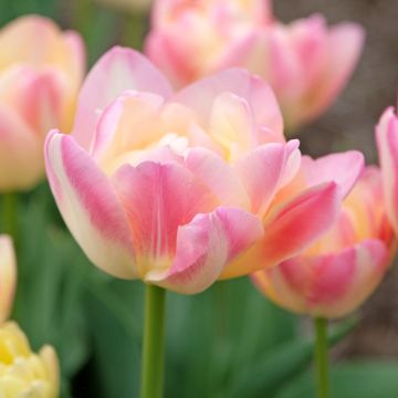 Tulipa Crème Upstar