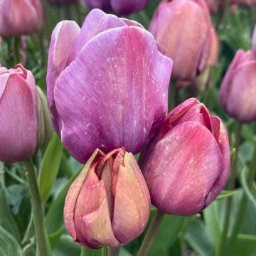 Tulipa Blue Heaven - Multi-stemmed single late tulip