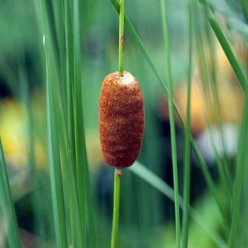Typha laxmannii - Cattail
