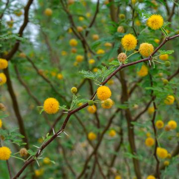 Vachellia farnesiana  - Sweet acacia, mimosa farnese