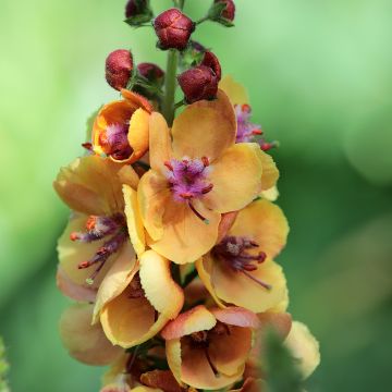 Verbascum Clementine - Mullein