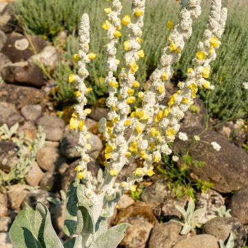 Verbascum bombyciferum Silver Lining Seeds - Mullein