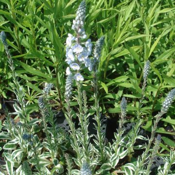 Veronica gentianoides Variegata - Véronique du Caucase panachée