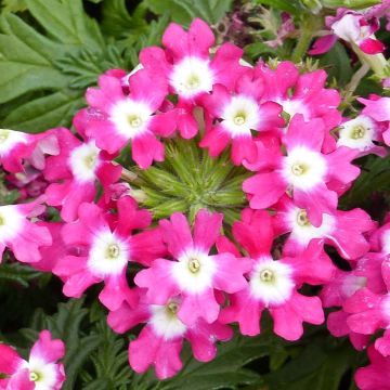 Verbena hybrida Virgo Candy Cane
