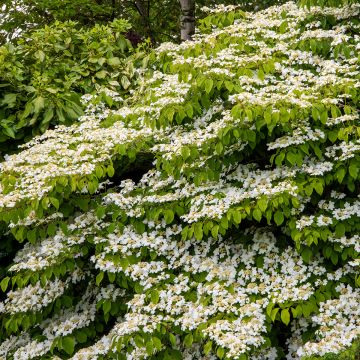Viburnum plicatum Mariesii Great Star Viburnum plicatum Mariesii Great Star