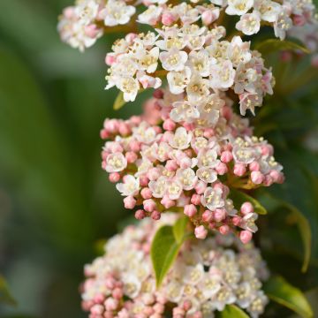 Viburnum tinus Eve Price