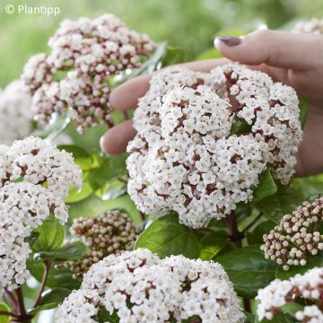 Viburnum tinus Rock'n Rolla - Laurustinus