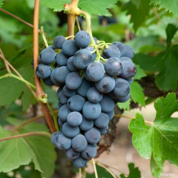 Vitis Galante - Black table grape