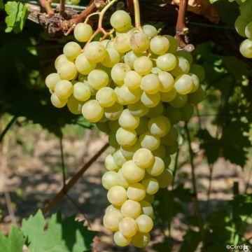 Vitis Garant - Table grape
