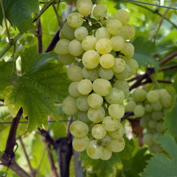 Vitis vinifera Fanny - Grape Vine
