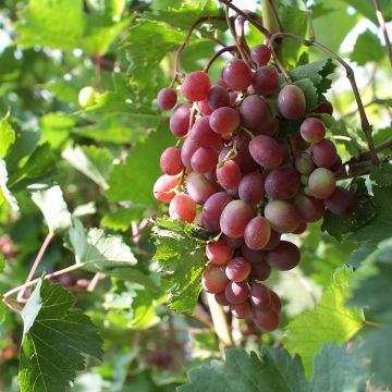 Vitis vinifera Rhea