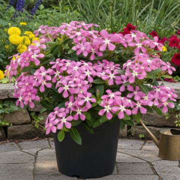Catharanthus roseus Pink White Eye - Madagascar periwinkle, rose periwinkle