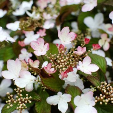 Viburnum plicatum Pinkawai® - Viorne de Chine Pinkawai